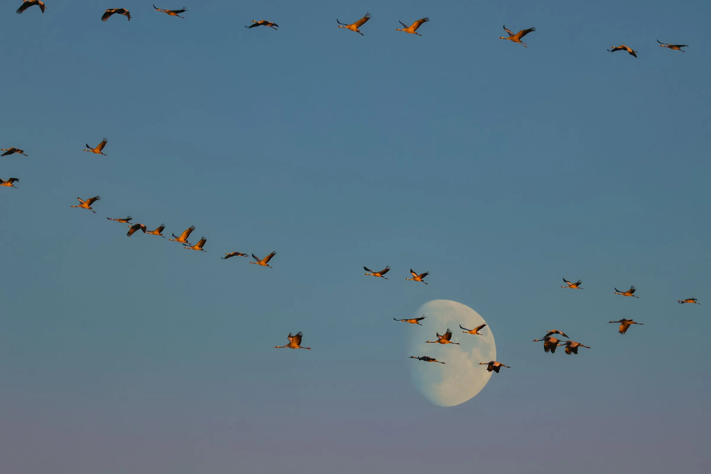 Rhein bei Abenddämmerung, im Vordergrund die Uferböschung